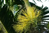 Hoa của cây quen thuộc xưa không ai biết ăn, nay làm thành món đặc sản nổi tiếng, du khách thích mê