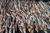 2 loại cá tốt cho xương, giá rẻ, chợ Việt bán rất nhiều