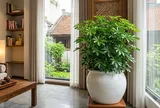 3 tuổi con giáp hợp trồng cây Ngũ Gia Bì nhất?