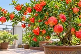 Cách trồng cây lựu trong chậu cho hoa đỏ đẹp, quả ngon trĩu cành, vừa làm cảnh vừa tốt phong thủy
