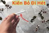 Mẹo đuổi kiến với nguyên liệu sẵn có trong bếp