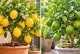 Trồng cây chanh vàng hay chanh quả xanh tốt hơn cho phong thủy?