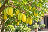 Trồng cây khế thích hợp cho mệnh nào?