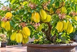  Trồng cây khế trong chậu, làm đúng 6 việc này cây vẫn sai quả, chậu nhỏ cũng không lo
