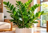 Tuổi con giáp nào thích hợp trồng cây kim tiền phong thủy?