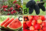 Trắc nghiệm: Chọn một loại trái cây, biết ngay bạn có số gặp được người thật lòng yêu thương mình hay không