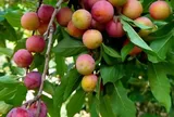Loại quả xưa chín rụng đầy gốc nay thành đặc sản 85.000 đ/kg, trồng một lần thu hoạch nhiều năm, được ưa chuộng ở thành phố