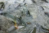 Loại cá tốt trên thế giới ở Việt Nam đang vào mùa, xưa giá rẻ bèo nay thành đặc sản từ 70.000 đồng/kg, tốt hơn cá hồi