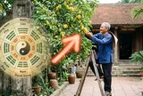 3 vị trí trồng cây khế mời gọi thần Tài, lộc hưởng quanh năm
