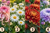 Bông hoa cúc nào khiến bạn yêu thích nhất?