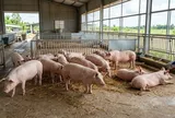 Giá heo hơi hôm nay 21/10: Nhiều nơi chạm đáy 47.000 đồng/kg, miền Bắc tiếp tục giảm