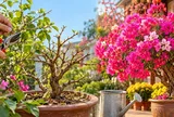 Muốn hoa giấy nở đúng Tết Đinh Mùi 2027, hãy nhớ mốc cắt tỉa và xiết nước phù hợp