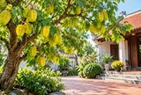 Trồng cây khế nên chọn vị trí nào? Đặt đúng chỗ vừa hợp phong thủy, cây xanh tốt lại sai quả quanh năm