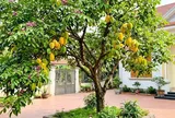 Trồng cây khế nên tránh 3 vị trí này là cản lộc, nhiều nhà không biết