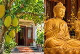 Vì sao người xưa kiêng trồng cây mít trước nhà nhưng lại rất thích gỗ mít làm tượng thờ?