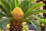 Vì sao người xưa thích trồng cây vạn tuế? Vì sao vạn tuế nở hoa lại được xem như "báu vật"?