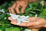 Nghề lạ ở Việt Nam: Nuôi con nhả ra thứ "quý như vàng", nông dân vươn lên làm giàu từ hai bàn tay trắng