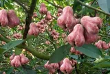 Loại quả xưa chín rụng đầy gốc nay thành đặc sản 50.000 đ/kg, trồng một lần thu hoạch nhiều năm, người thành phố ưa chuộng