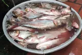 Loại cá tốt trên thế giới ở Việt Nam đang vào mùa, xưa không ai ngó ngàng nay thành đặc sản từ 50.000 đồng/kg, "tốt như cá hồi"