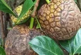 Loại quả mọc bờ rào xưa chín rụng đầy nay thành đặc sản 50.000 đ/kg, trồng một lần thu hoạch nhiều năm, càng ăn càng mê