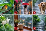 Chọn hình ảnh trong mưa khiến bạn chú ý