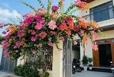 Trồng hoa giấy phong thủy ở vị trí nào để hút lộc vào nhà?