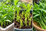 Trồng rau muống trong chậu cực dễ: Gieo hạt nhanh, tận dụng gốc bỏ đi, quanh năm có rau sạch