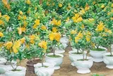 Loại cây lấy quả có hình thù kỳ lạ “lên chậu” thành bonsai, giá chục triệu đồng, đắt khách nhờ ý nghĩa phong thủy đặc biệt