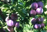 Loại quả xưa chín rụng đầy gốc nay thành đặc sản 150.000 đ/kg, trồng một lần thu hoạch nhiều năm, được ưa chuộng ở thành phố