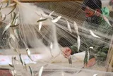 Loại cá tốt trên thế giới ở Việt Nam bán đầy chợ giá từ 60.000 đồng/kg, xưa ít người ăn nay thành đặc sản, tốt hơn cá hồi