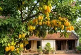 Cách trồng cây khế sai quả: Làm đúng 6 việc này