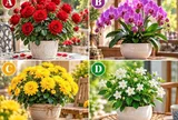 Hãy chọn một chậu hoa mà bạn thích nhất?