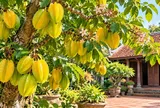 Trồng cây khế phong thủy tốt cho con giáp nào?