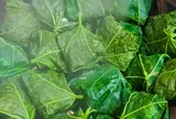Món xưa "nhà nghèo" ăn đến chán ngán, nay thành đặc sản nổi tiếng khắp nơi giá 45.000 đ/kg, người thành phố ưa chuộng
