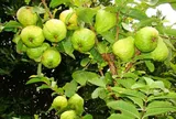 Loại quả mọc bờ rào xưa chín rụng đầy nay thành đặc sản 40.000 đ/kg, trồng một lần thu hoạch nhiều năm, người thành phố ưa chuộng