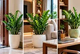 3 vị trí trồng cây kim tiền hút lộc vào nhà, đặt đúng chỗ vừa đẹp vừa tạo cảm giác sung túc