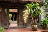Cách trồng Thiết Mộc Lan ra hoa liên tục, lá xanh mướt quanh năm
