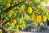 Cây khế phong thủy hợp mệnh nào? 3 mệnh nên cân nhắc trồng trong nhà