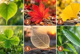 Chọn 1 chiếc lá gợi cho bạn nhiều cảm xúc nhất