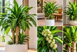 Con giáp nào hợp trồng cây thiết mộc lan phong thủy?