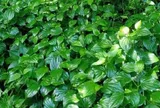 Loại rau gia vị lớn nhanh như thổi, giàu dưỡng chất, trồng một lần thu hái quanh năm, giúp nông dân làm giàu