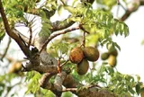 Loại quả mọc bờ rào xưa chín rụng đầy nay thành đặc sản 120.000 đ/kg, trồng một lần thu hoạch nhiều năm, du khách thích thú