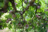 Loại quả xưa chín rụng đầy gốc nay thành đặc sản 75.000 đ/kg, trồng một lần thu hoạch nhiều năm, được ưa chuộng ở thành phố