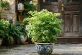 Cách chăm sóc cây đinh lăng ra nhiều lộc, lá xanh tốt quanh năm