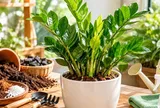 Cách trồng cây kim tiền xanh tốt quanh năm, chú ý những mẹo nhỏ này