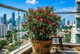 Cách trồng ớt trong chậu sai trĩu quả, tươi tốt quanh năm
