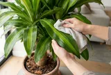 Công thức chăm thiết mộc lan tối giản: Bận rộn mấy cây vẫn xanh bóng, có cơ hội ra hoa