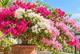 Mẹo trồng hoa giấy nhanh ra hoa, hoa nở liên tiếp: Chỉ cần điều chỉnh đúng 4 yếu tố này