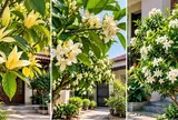Người xưa nói ba cây trước nhà thơm hương, hút vận may vào nhà