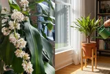 Tuyệt chiêu kích thiết mộc lan ra hoa đón Tết: Mẹo “ngắt nước” và bón phân đúng thời điểm